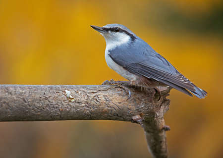 Eurasian nuthatch, wood nuthatch; Sitta europaea