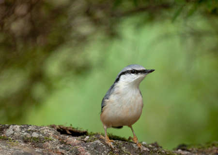 Eurasian nuthatchの写真素材