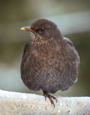 Common blackbirdの写真素材