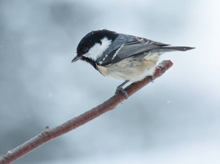 Coal Tit sitting on a branch on a cold winter dayの写真素材