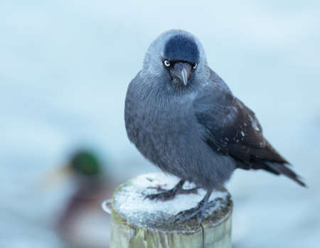 Jackdaw sitting on poleの写真素材