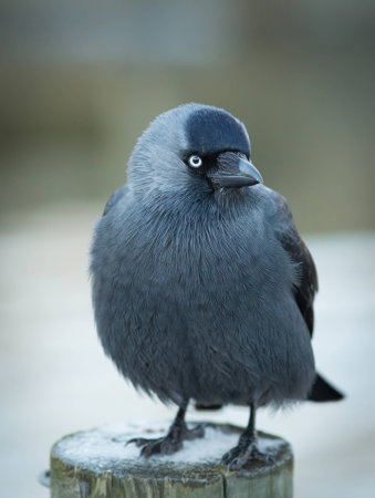 Jackdaw sitting on poleの写真素材