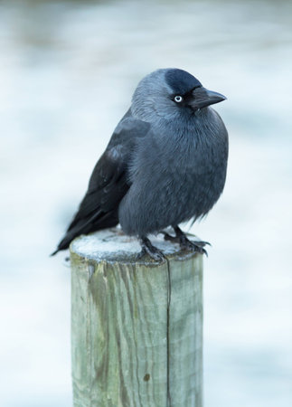 Jackdaw sitting on poleの写真素材