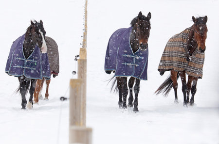 HOLO SWEDEN. MARS 20 2013. Horses separated from each other by an electric fence, a cold and snowy winter day in the pastureのeditorial素材