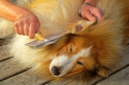 Dog owner cares for her Shetland sheepdogの写真素材