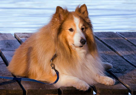 Shetland Sheepdogの写真素材
