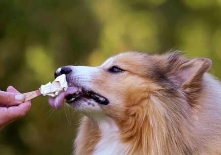 A Shetland sheepdog eating ice creamの写真素材