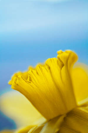 A close up of a daffodilの写真素材