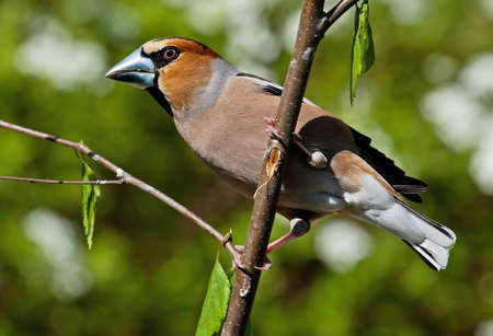 hawfinch