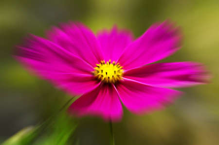 Cosmos bipinnatusの写真素材