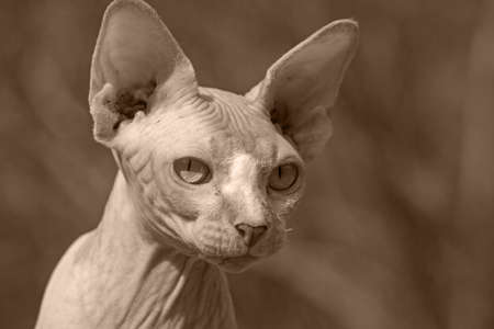 Sphynx catの写真素材