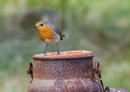 Robin, A sweet and very popular little bird.の写真素材