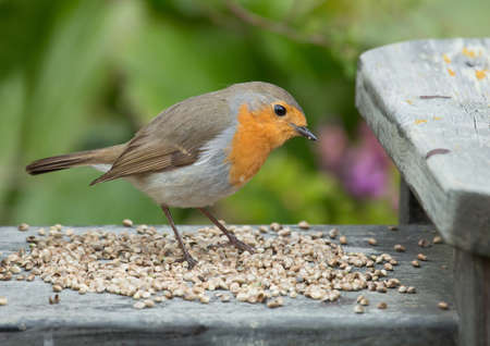 Robin, A sweet and very popular little bird.の写真素材