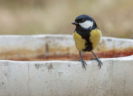 Parus major, Great titの写真素材