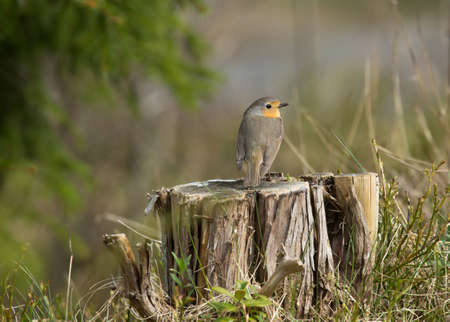 Robin, A sweet and very popular little bird, sitting on a stump in the forest.の写真素材