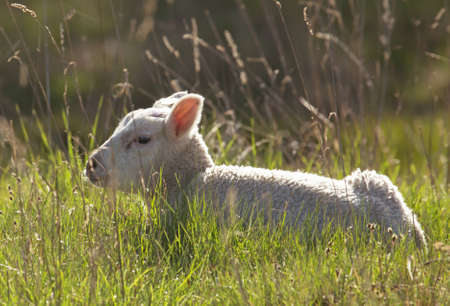 Lamm is located in the green grassの写真素材