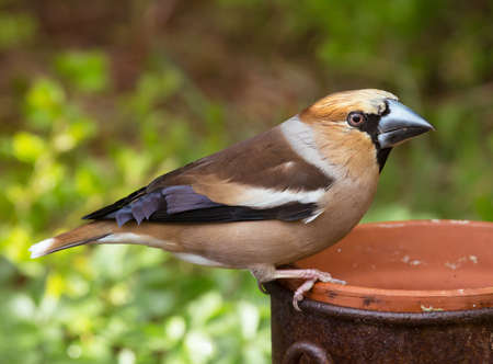 Hawfinch in the gardenの写真素材