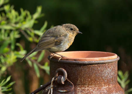 Robin, A sweet and very popular little bird. (erithacus rubecula).