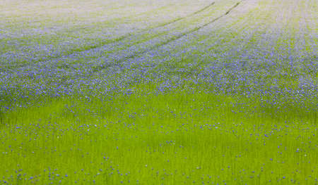 Arable Field with beautiful flax flowers.の写真素材