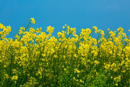 Rape field