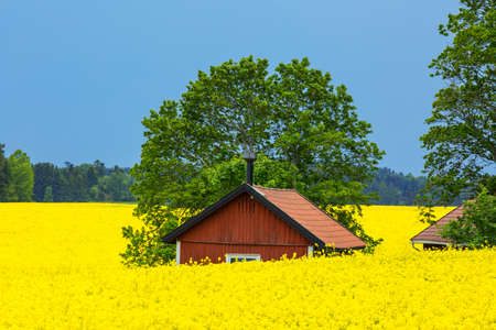 Small red cottage in rape fieldsの写真素材