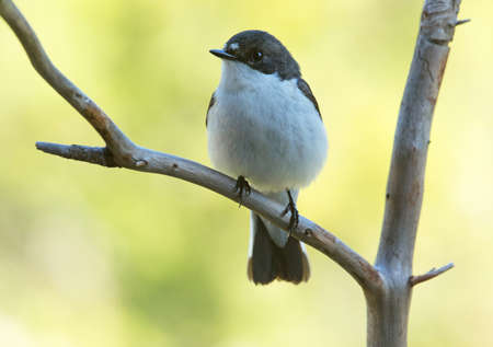 European pied flycatcher,の写真素材