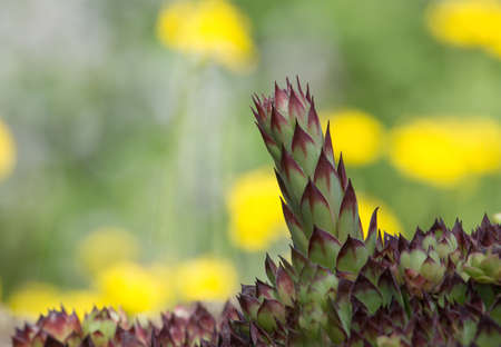 Sempervivum tectorum, common houseleek.の写真素材