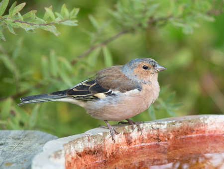 Common chaffinch sits on the edge of a birdbath.の写真素材