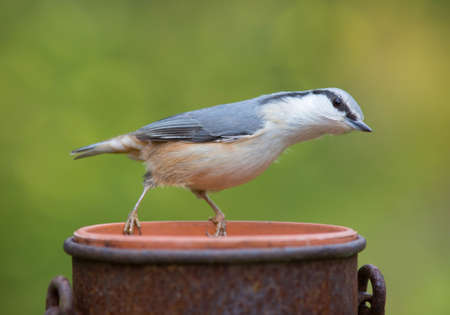 Nuthatch stretching on his bodyの写真素材