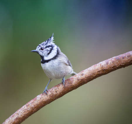 European crested tit. (Lophophanes cristatus). A little cute bird with a crest on its head.の写真素材