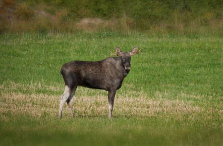 Young bull standing in a fieldの写真素材