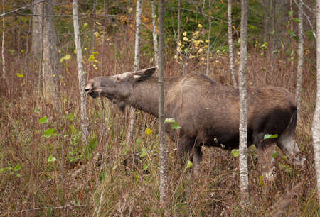 Large moose in the forest. (Alces Alces)の写真素材
