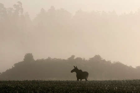 Lonely moose standing in the fog on a field.の写真素材