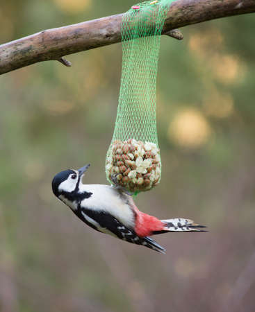 Dendrocopos major, Great spotted woodpecker. female.
