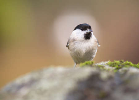 Marsh tit, (Poecile palustris).の写真素材