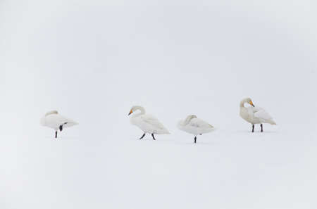 Whooper swans (Cygnus cygnus)の写真素材