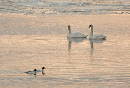 Mute swan (Cygnus olor).の写真素材