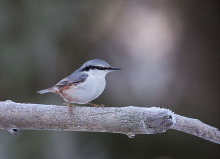 Eurasian nuthatch (Sitta europaea).の写真素材
