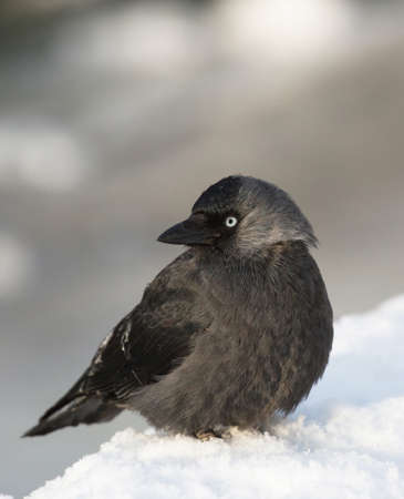 Western jackdaw, Corvus monedula, European jackdawの写真素材