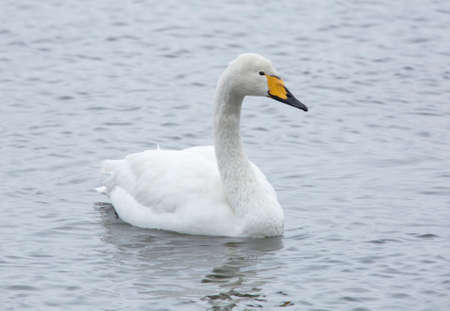 Whooper swan (Cygnus cygnus) swimming in a lake  a cold winter day in January.