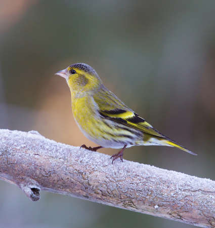 A little cute Siskin photographed in winter.の写真素材