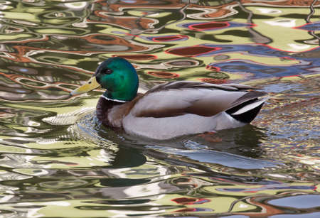 Mallard (Anas platyrhynchos).