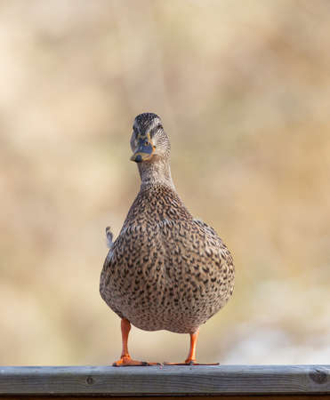Mallard, Anas platyrhynchos. Female.の写真素材