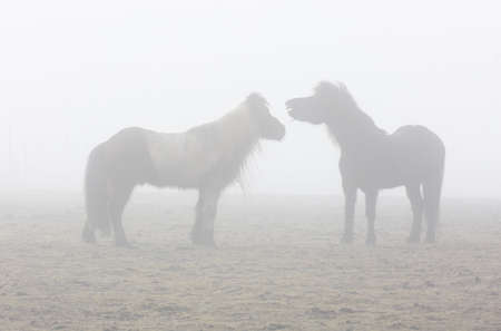 Two small horses in strong fog.の写真素材