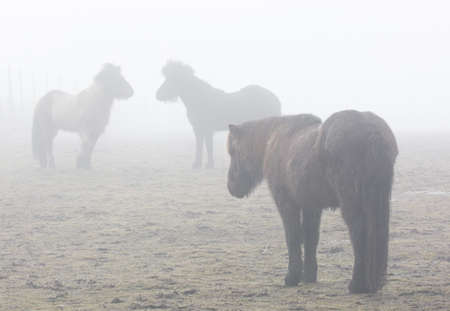 Three small horses in strong fog on a cold morning in March.の写真素材