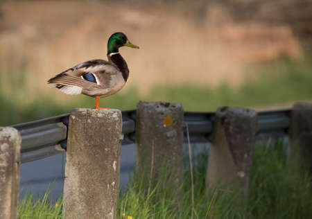 Mallard (Anas platyrhynchos). Male Mallard Sitting on a concrete pole on the roadsideの写真素材