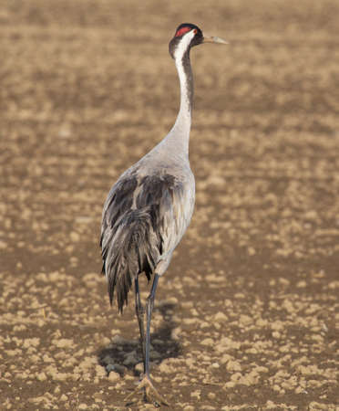 Common crane (Grus grus), also known as the Eurasian crane.の写真素材