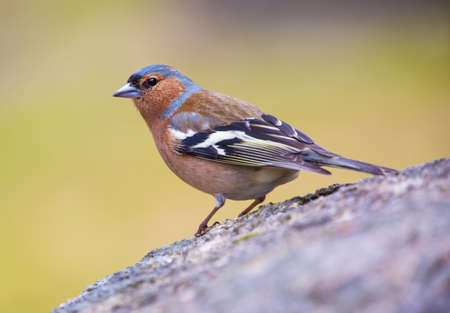 Common chaffinch, (Fringilla coelebs)の写真素材