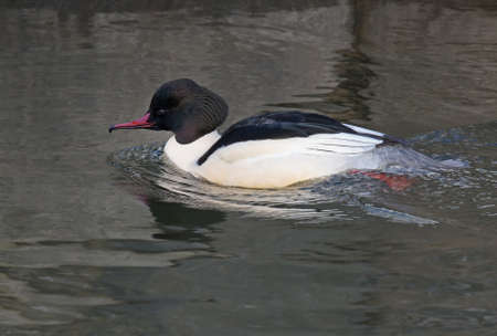 Swimming Goosanderの写真素材