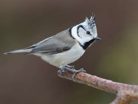 European crested tit. (Lophophanes cristatus). A little cute bird with a crest on its head.の写真素材